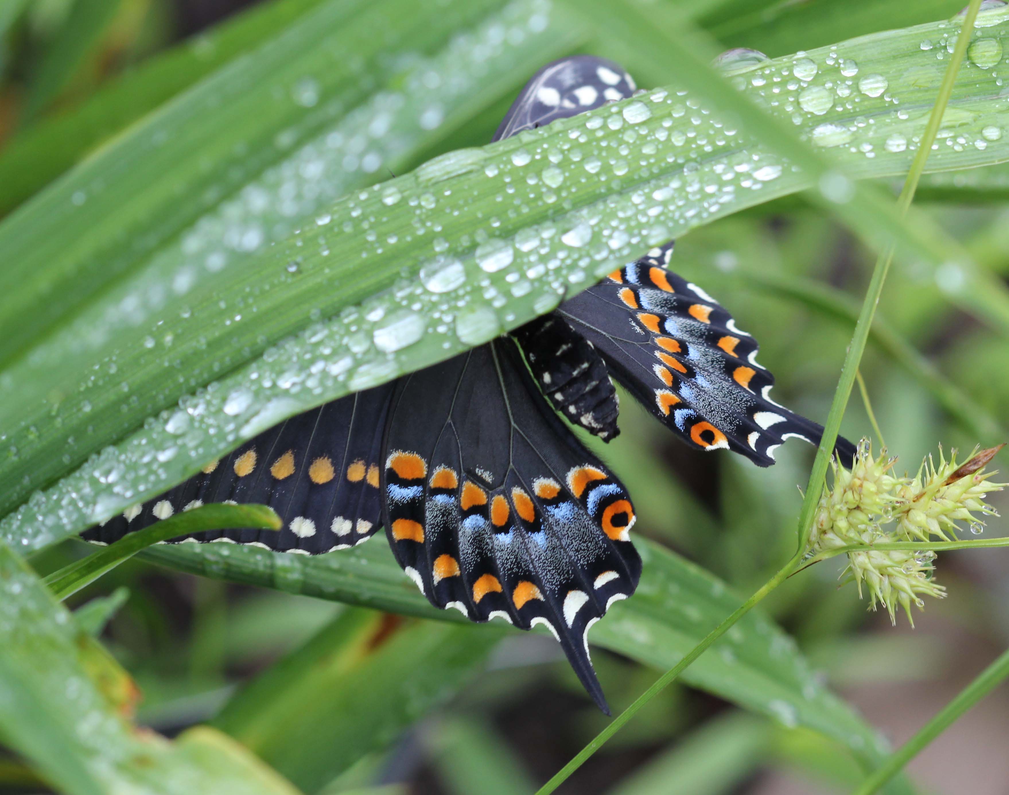 Black Swallowtail